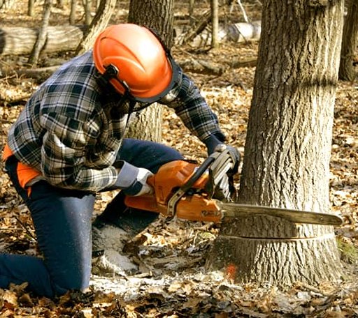 Tree Removal in Mill Village, PA